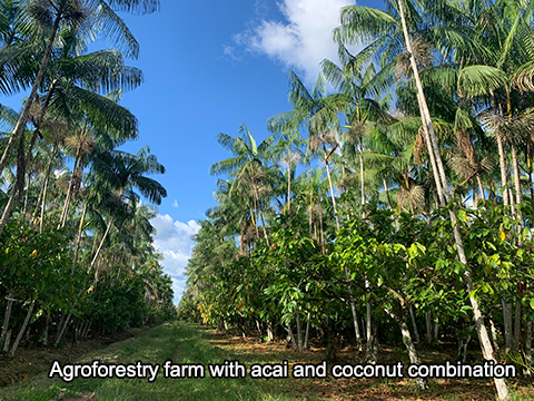 アサイーとココナツの組み合わせでのアグロフォレストリー農場（写真提供：プロジェクトチーム）