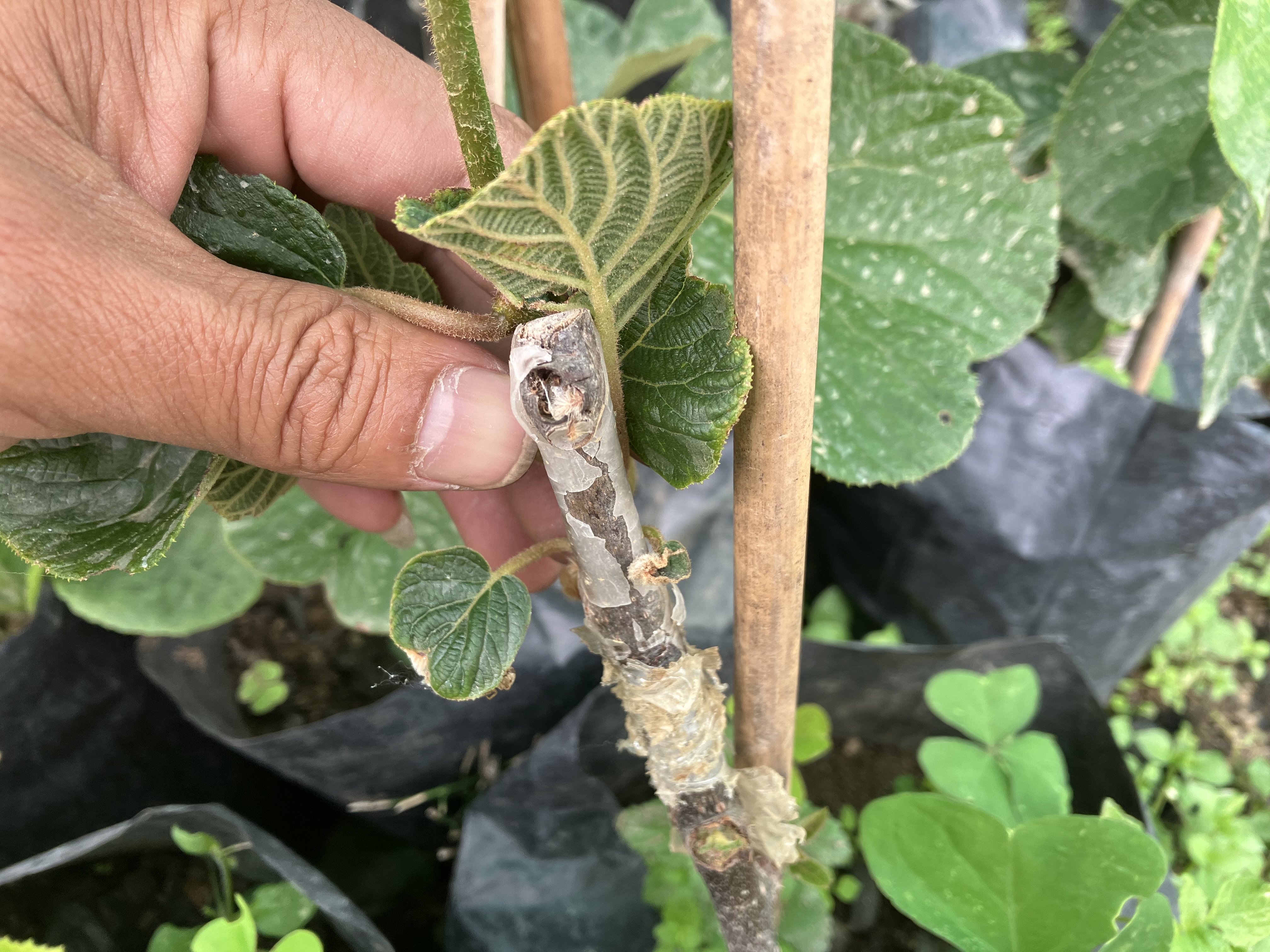 1．キウィ接木カ所の画像