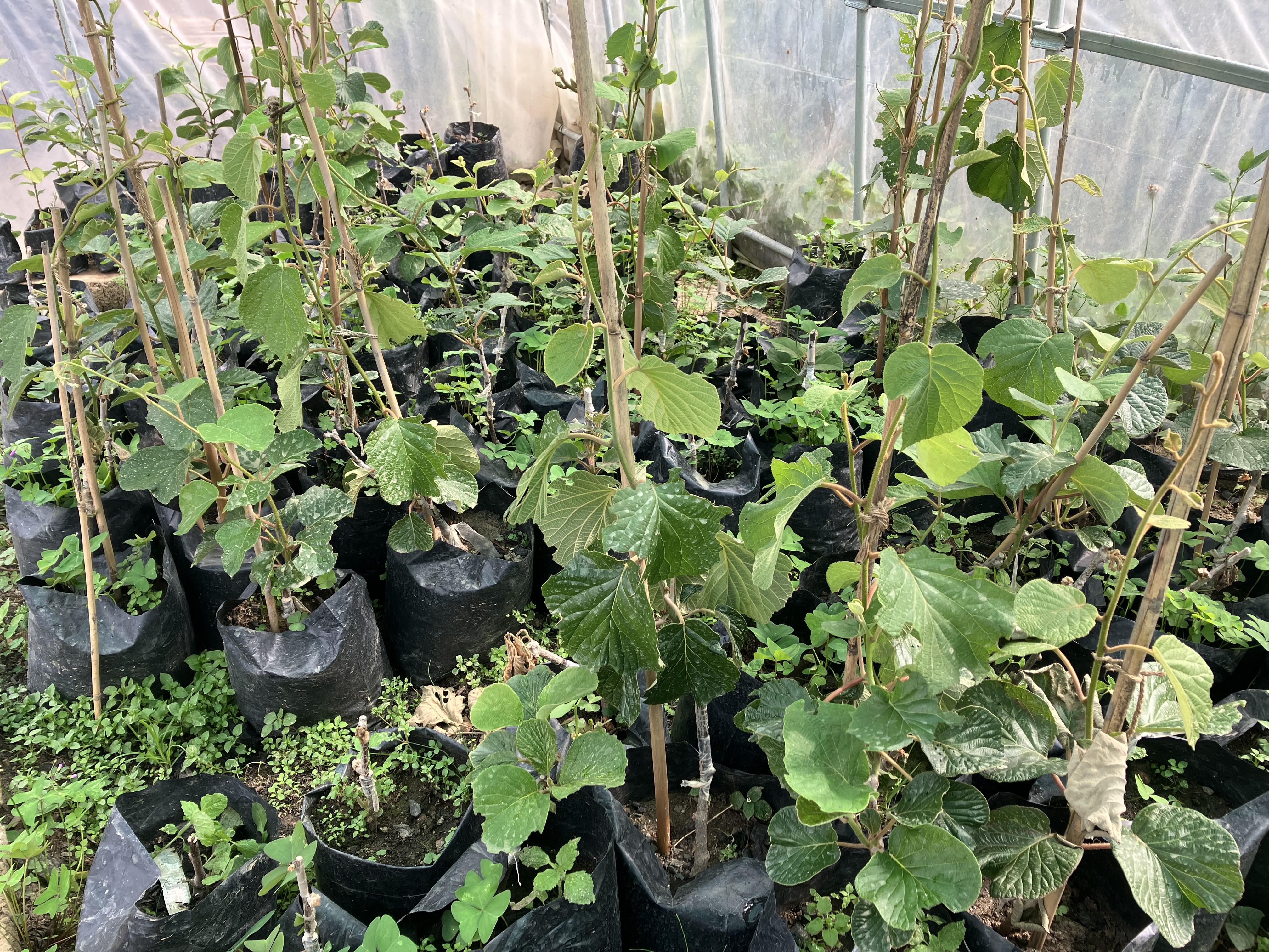 3．キウィ接木苗の画像