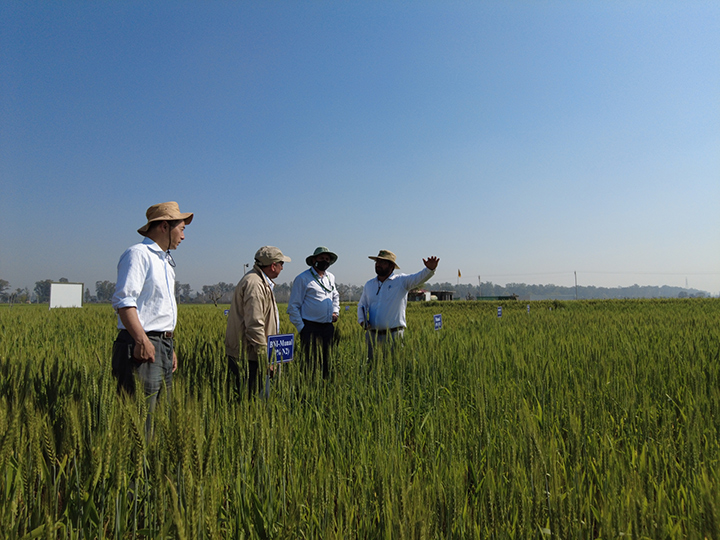 生物的硝化抑制（BNI）技術を用いたヒンドゥスタン平原における窒素利用効率に優れた小麦栽培体系の確立 