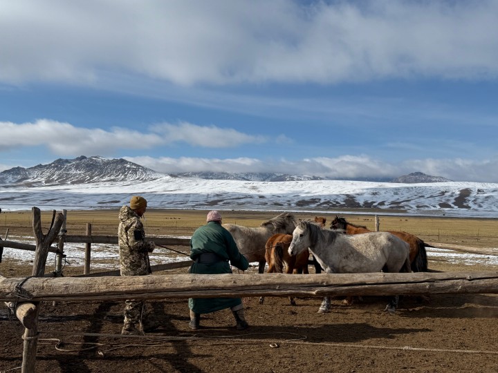 モンゴル：媾疫撲滅に向けた研究および防疫基盤の確立