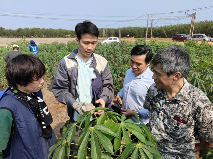 圃場にてキャッサバの生育状況をモニタリングする日本とベトナムの研究者たち