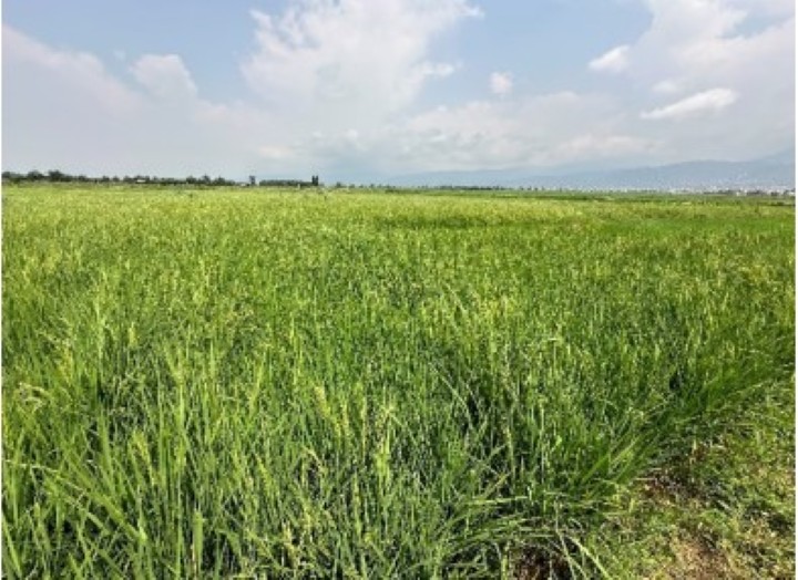 インボ灌漑地区の水田：インボ灌漑地区の作付面積は約5,000haで二期作が可能である。コメ生産者組合は水利費としてSRDIに300kg/haの籾を収めている。