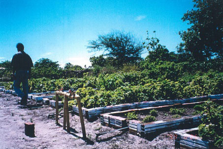 パリプエラ地区の野菜試験栽培所