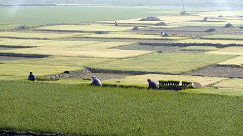 バングラデシュ農村風景（同国の河川からなる肥沃な大地の恵みが作る大地は「ショナール・バングラ（黄金のバングラ）」と謳われる。同国の人口増加に伴う米の需要、また就労人口の約半数が農業に従事し、重要な労働力の受け皿である等、依然バングラデシュの農業の重要性は非常に高い。