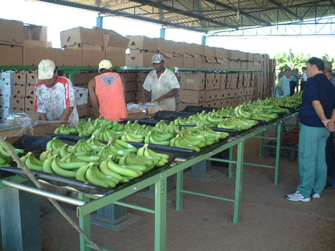 事業地域のバナナ農園（収穫作業）