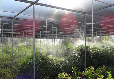 ラ・モリタ下水処理場（ティファナ）敷地内の苗木栽培ハウス