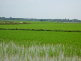 灌漑用水が供給された稲作地