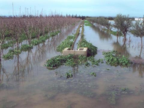 洪水被害によりメジェルダ川流域の経済活動に大きな影響が出ている。