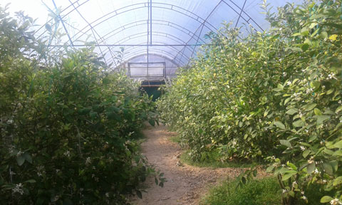 ツーステップローンの裨益者となり得る農家でのレモンの温室栽培