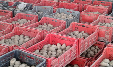野菜保冷施設で貯蔵されている種芋用ジャガイモ