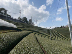 【画像】
