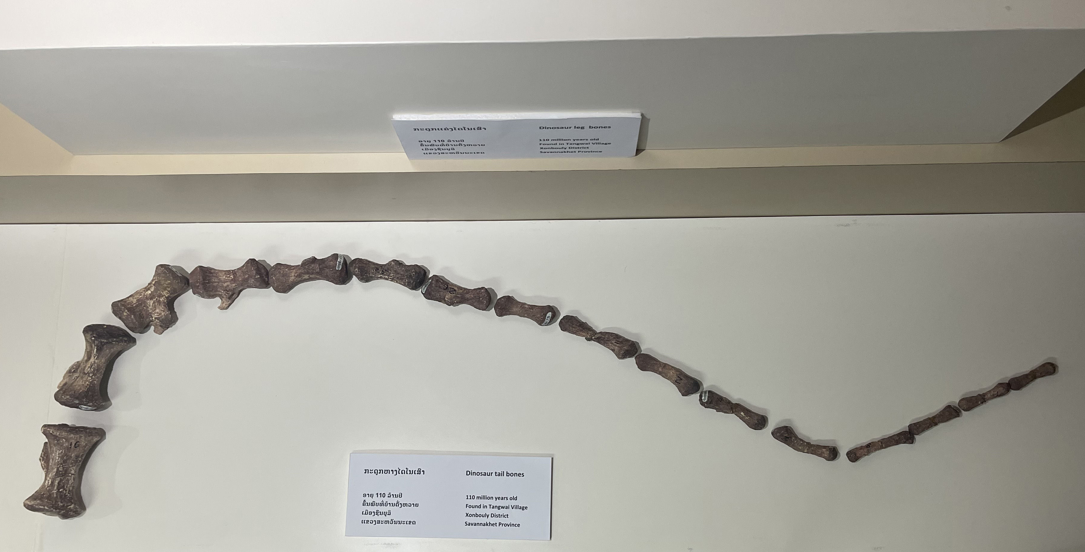Fossils of a dinosaur’s tail