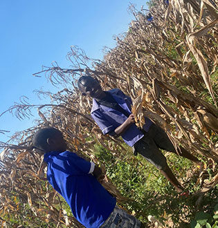 Harvesting maize.