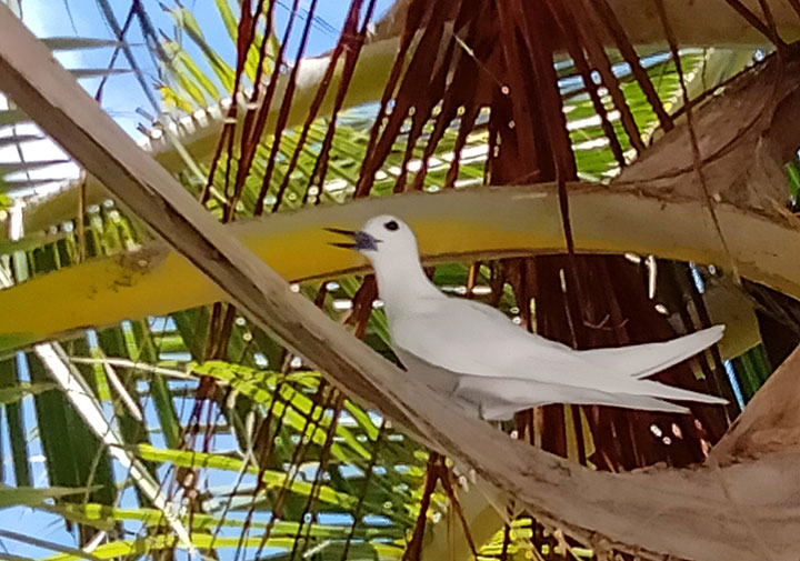 Meedhoo島でみられる貴重種のシロアジサシ（White tern）