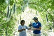 Natsumi Tanida (Vegetable Growing) helps the San Jose De Buenavista Agriculture Office in promoting vegetable growing