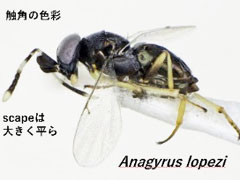 324 害虫 天敵の野外調査でわかってきたこと ベトナム カンボジア タイにおける戦略作物キャッサバ侵入病害虫対策に基づく持続的生産システムの開発と普及プロジェクト 技術協力プロジェクト 事業 プロジェクト Jica