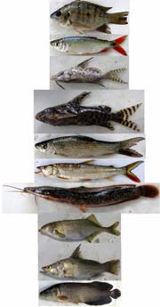 粗放養殖 高地ギニア地方 川から氾濫原へどんな魚が流出したか 水産開発アドバイザー 粗放養殖を通じた農村開発 技術協力プロジェクト 事業 プロジェクト Jica