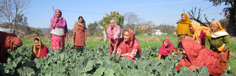 ヒマーチャル プラデシュ州作物多様化推進プロジェクト 技術協力プロジェクト 事業 プロジェクト Jica