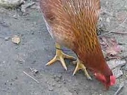 ʐ^
