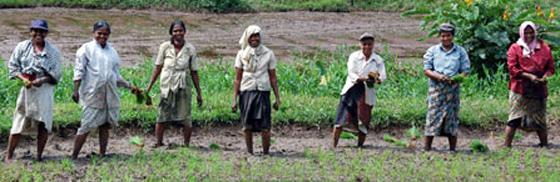 トリンコマリー県住民参加型農業農村振興開発計画プロジェクト