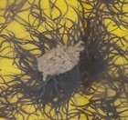 飼料に群がるタウナギの稚魚（生後約10日）の画像