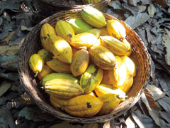 児童労働のないカカオのために 広報誌 パンフレット マンガ カレンダー ラジオ Jicaについて Jica