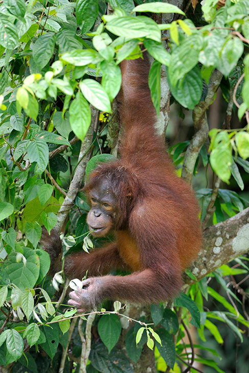 オランウータンは7～10歳で親から離れて単独生活に入る。種として生き延びるためには広い行動範囲が必要だ