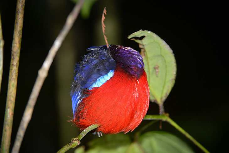 夜の森で眠るムラサキヤイロチョウ。熱帯雨林は驚くような生き物たちの宝庫だ