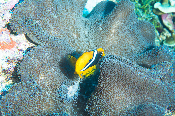 ポンペイ島周辺の豊かな海に棲む魚たち