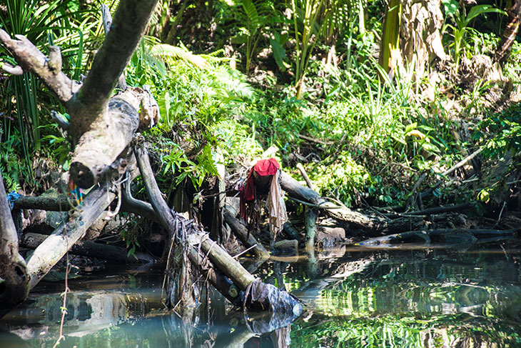 マングローブ林では、上流から流れてきたプラスチックごみが樹木に引っかかる