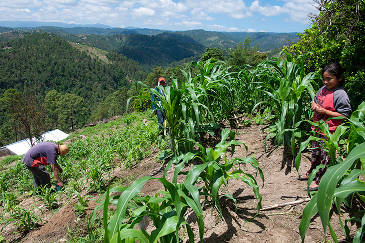 山の頂まで続くトウモロコシ畑。大地主制度が今も残るグアテマラでは、多くの農民が地主から土地を借りて耕している。収入の大半が借地代と肥料代に消え、いくら働いても貧しさから抜け出せないという