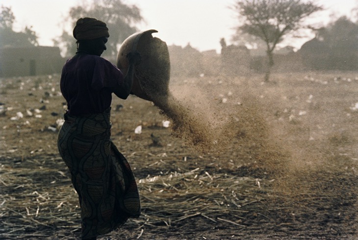 農作業をするサヘル地域のハウサ族の女性。収穫した大量のミレット（雑穀）をキャラバンが買っていく