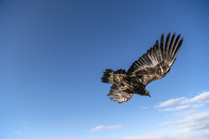 両翼を広げ風に身をまかす鷲。獲物を見つけると急降下していく