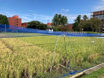 【画像】