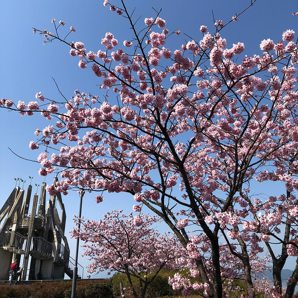 活動先の御立岬公園