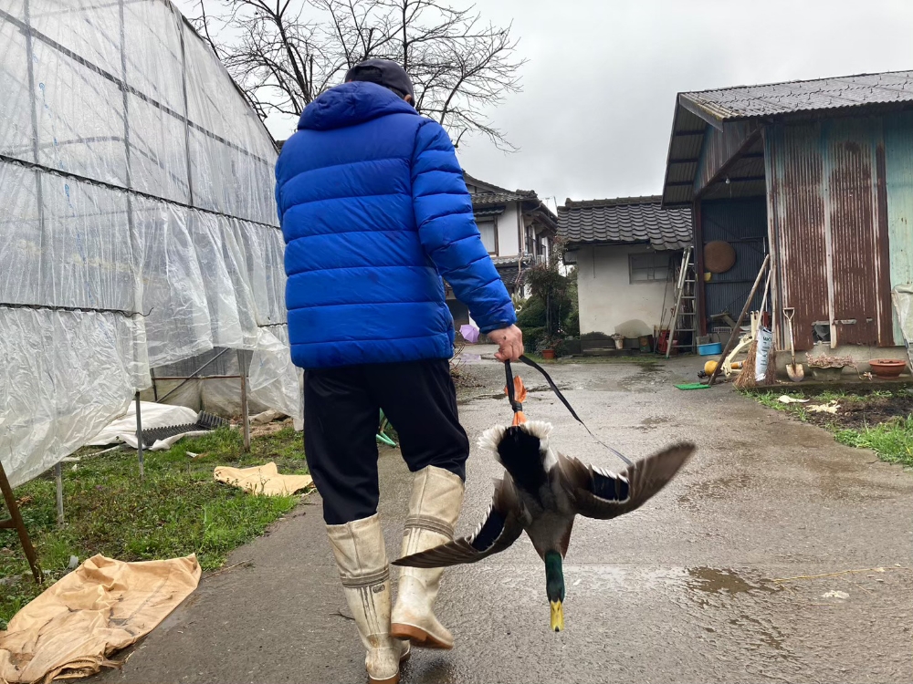 今から捌かれる合鴨