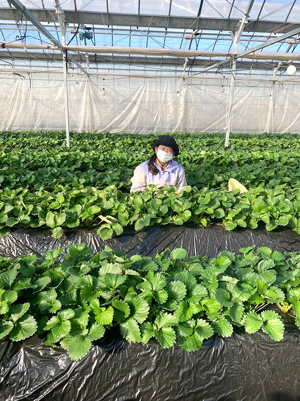 いちごの作業風景