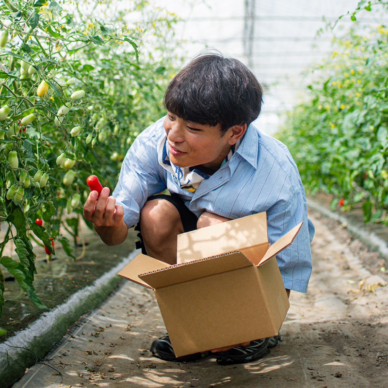 棚田ファンクラブでトマトを収穫