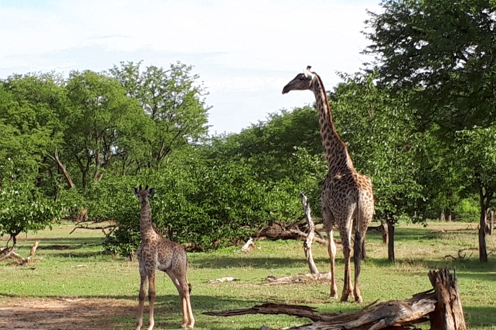 野生動物を観察しやすいザンビアの国立公園