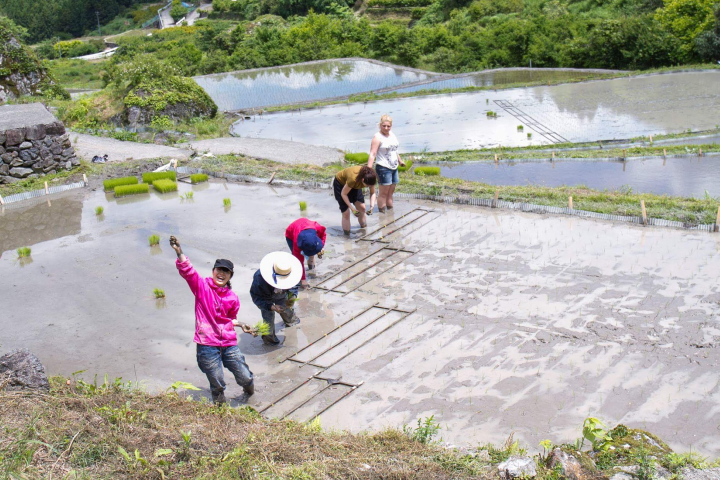 moja houseの田植え体験を楽しむ外国人宿泊客と北山さん（手前）
