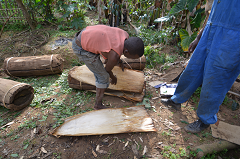 ハチミツを採る巣箱作り。木筒をバナナの皮で包み、わらで縛る（平山さん提供）