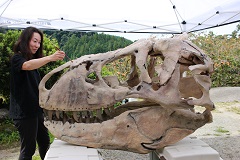 ティラノサウルスの実物大頭骨レプリカに着色する坂本さん。骨の魅力を伝える仕事を実現した