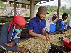 手作業でコーヒー豆を選別する様子