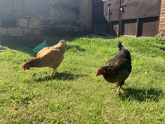 田中さんが飼育するニワトリ、チャコとコケコ