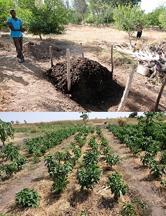 上：ファーマーズ・スクールで作っているコンポスト。下：土壌保全のわらマルチが施されていたセネガルの農業研修生のピーマン畑
