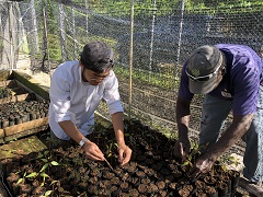 森林事務所での造林木の幼苗の移植作業