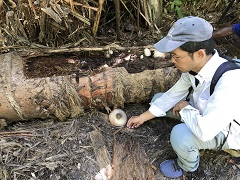 現地でのフクロタケ栽培技術の調査