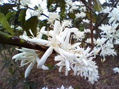 コーヒーの花