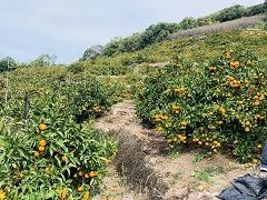 山々に広がる畑で育つ有田みかんは全国的に有名